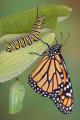 Das Gleichnis vom Schmetterling und der Raupe